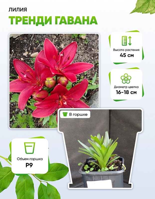 Лилия Тренди Гавана